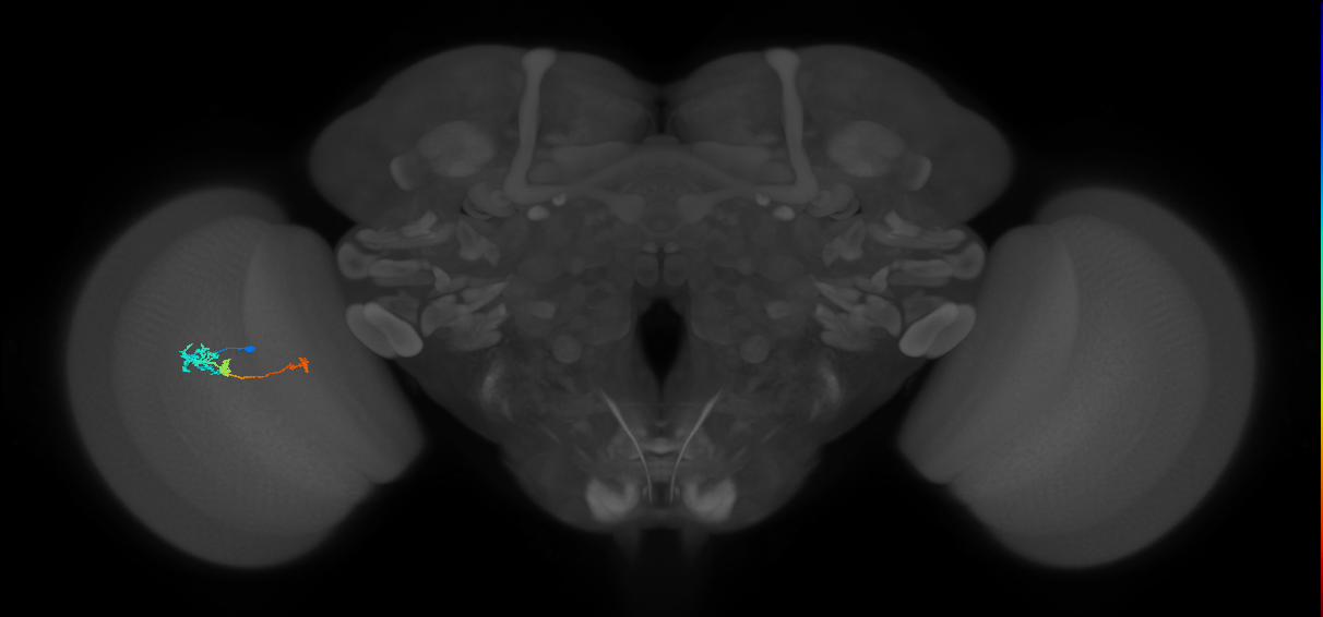 Tm6_L (MaleCNS:16256)