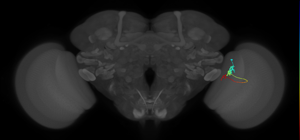 Tm6_R (MaleCNS:98991)