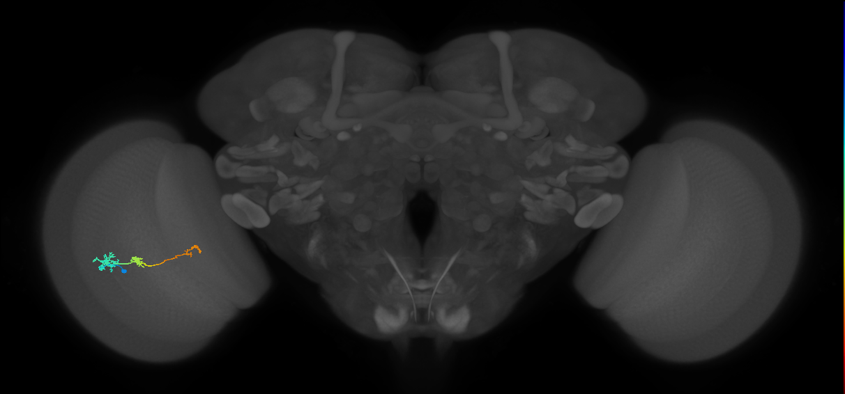 Tm6_L (MaleCNS:519015)
