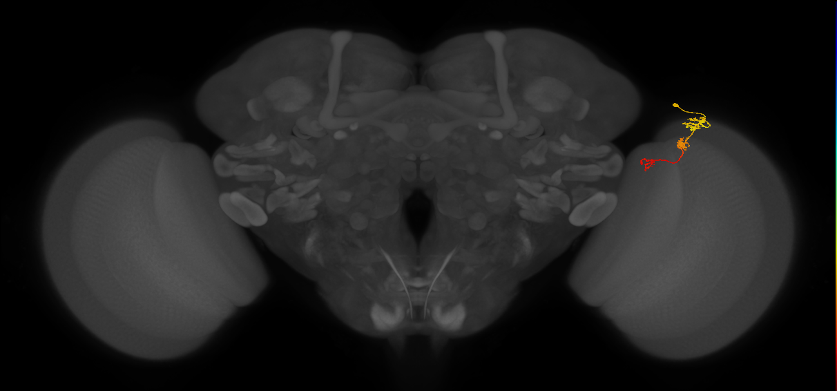 Tm6_R (MaleCNS:100149)