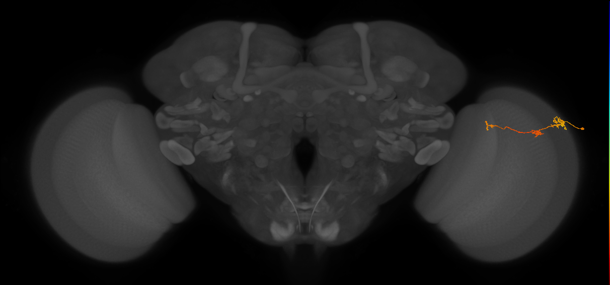 Tm6_R (MaleCNS:111860)