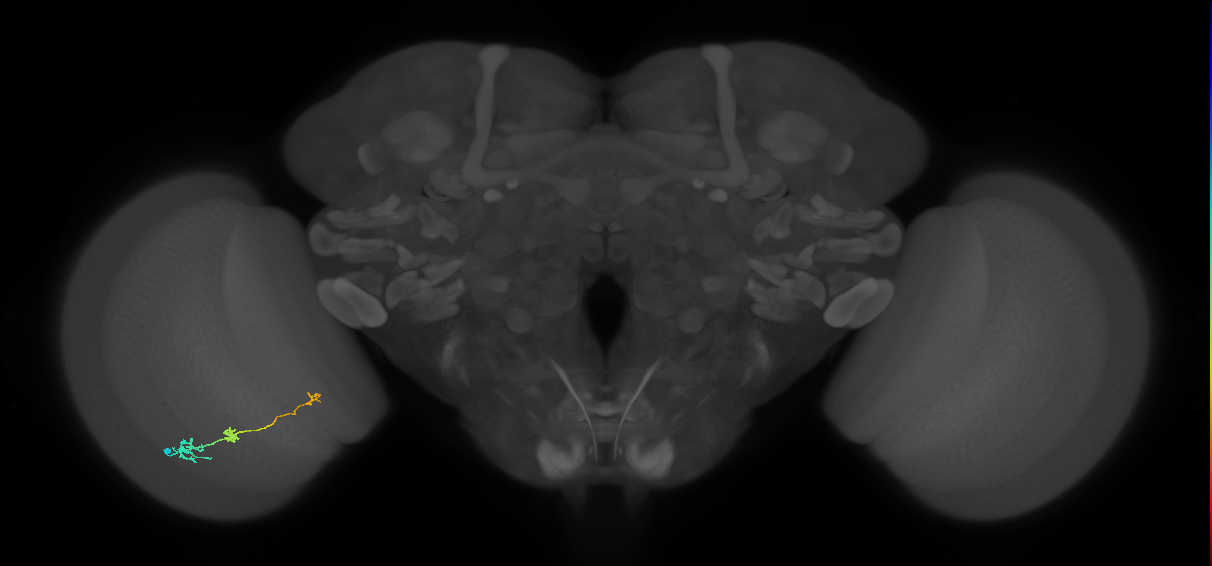 Tm6_L (MaleCNS:119325)