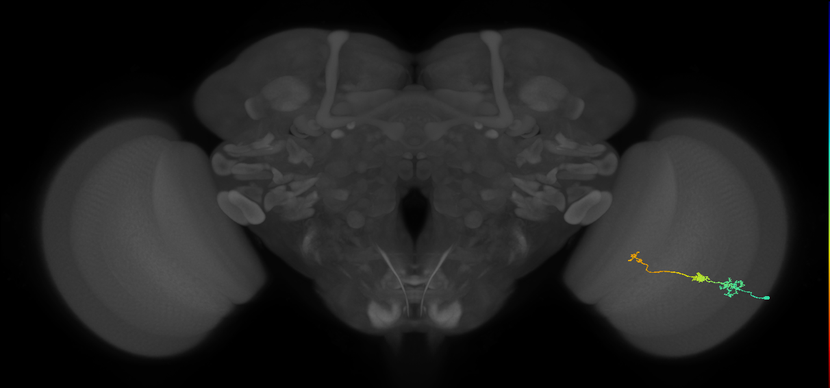 Tm6_R (MaleCNS:102198)