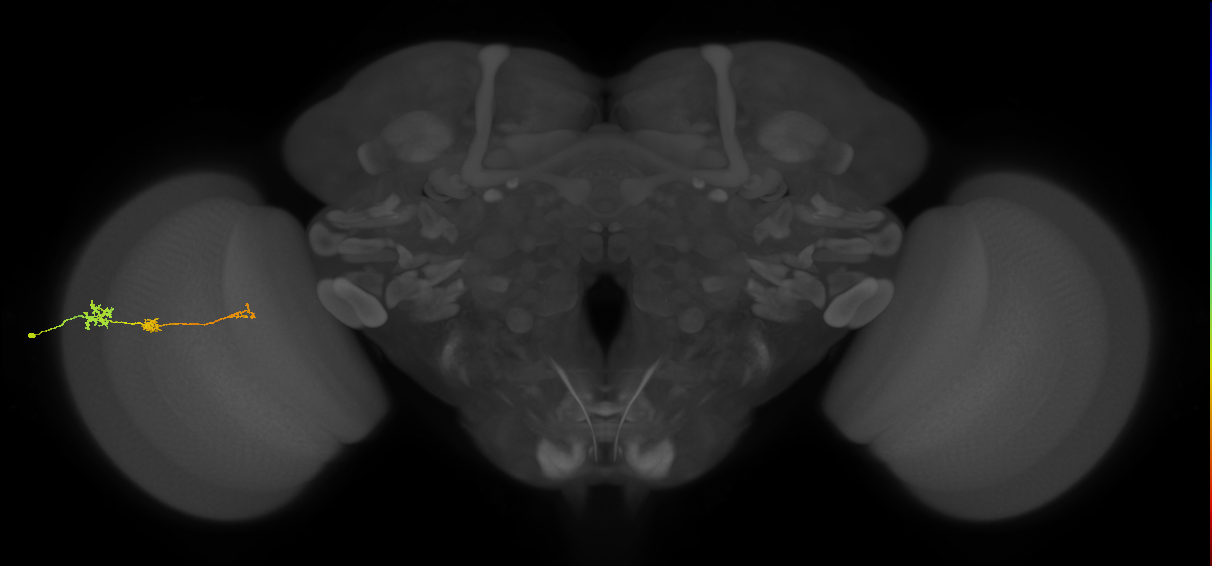 Tm6_L (MaleCNS:74914)