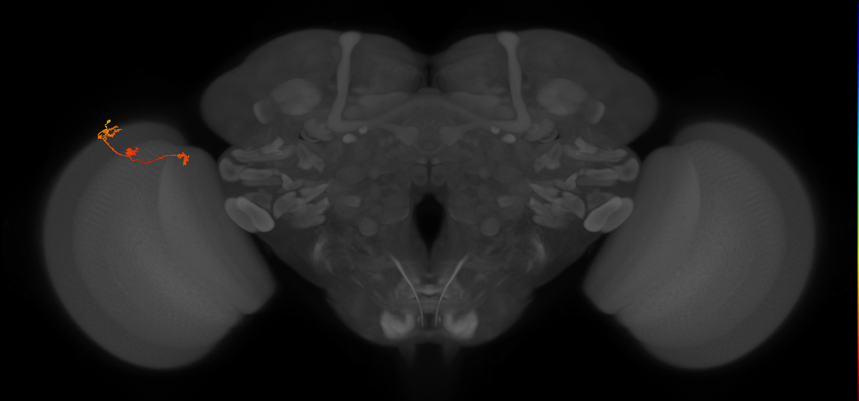 Tm6_L (MaleCNS:546889)