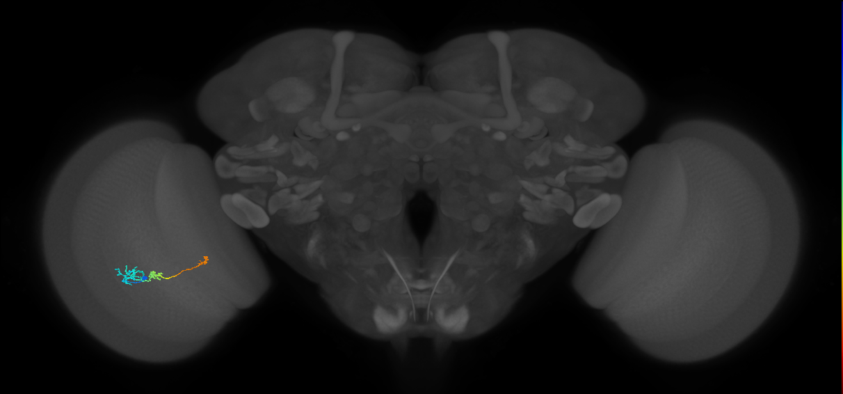 Tm6_L (MaleCNS:158101)