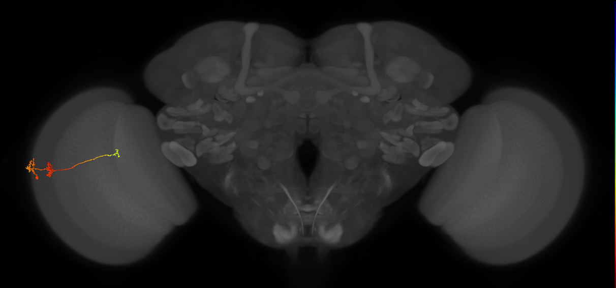 Tm6_L (MaleCNS:531730)