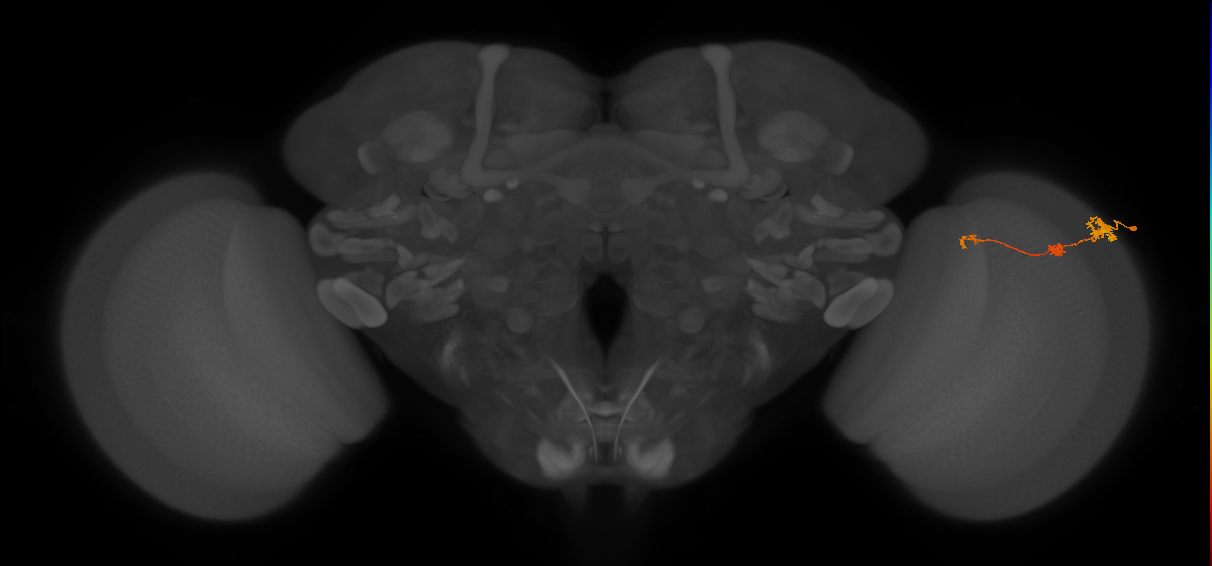 Tm6_R (MaleCNS:100457)