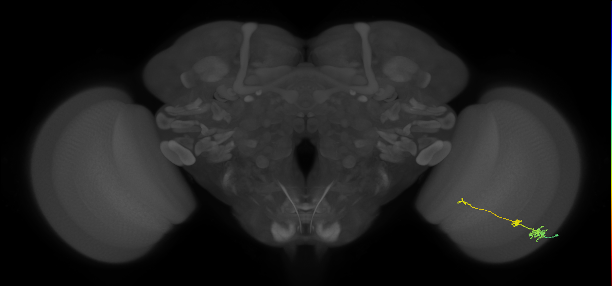 Tm6_R (MaleCNS:103272)