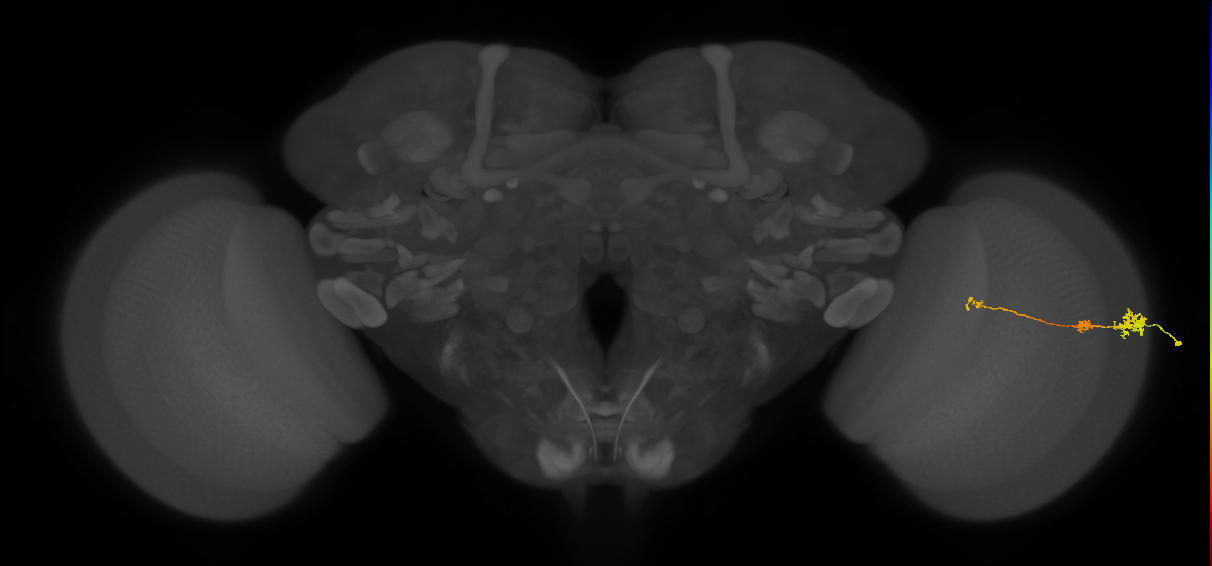 Tm6_R (MaleCNS:145066)