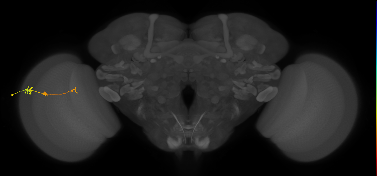 Tm6_L (MaleCNS:139418)
