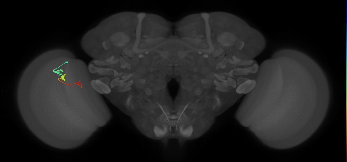 Tm6_L (MaleCNS:183839)