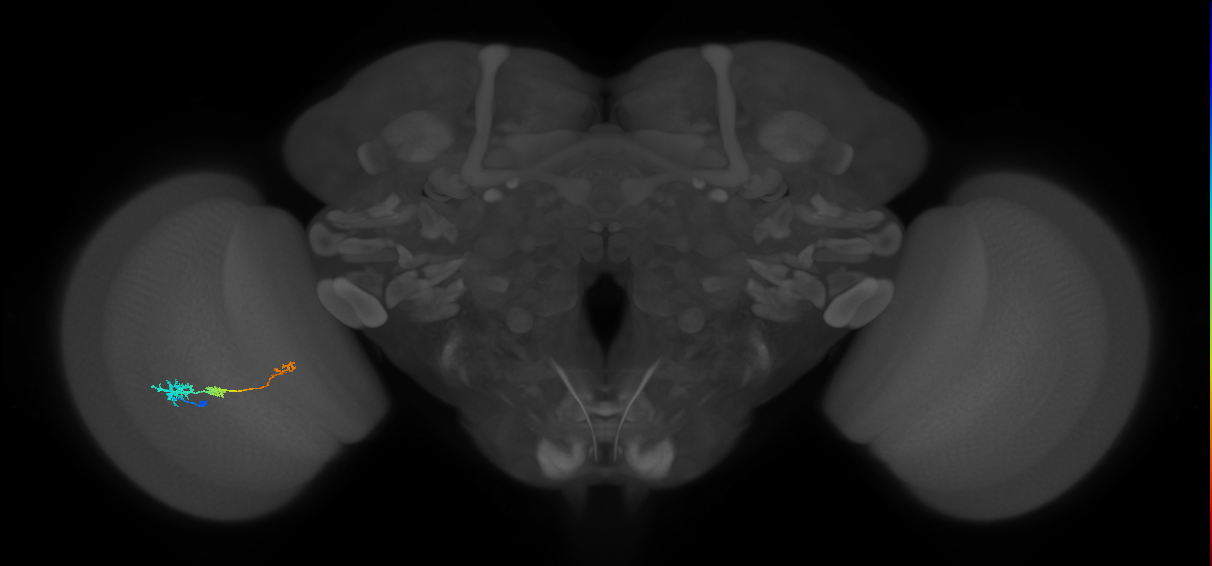 Tm6_L (MaleCNS:535492)