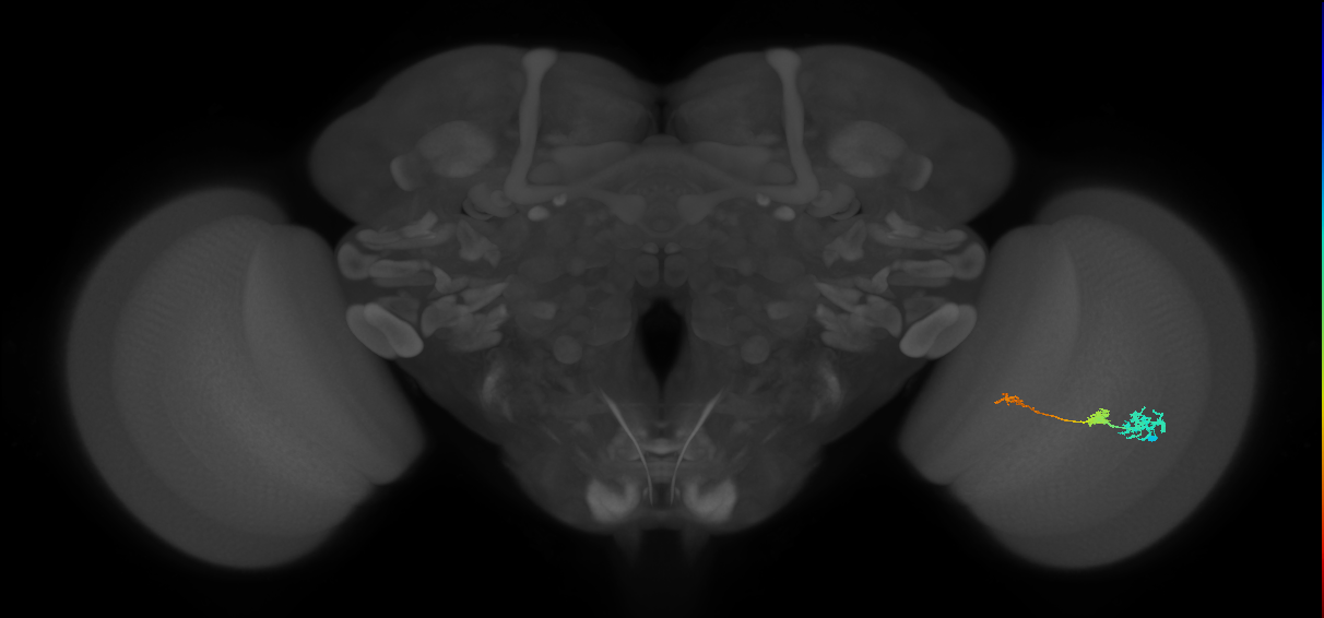 Tm6_R (MaleCNS:92720)