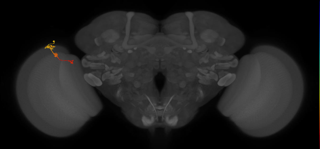 Tm6_L (MaleCNS:160981)
