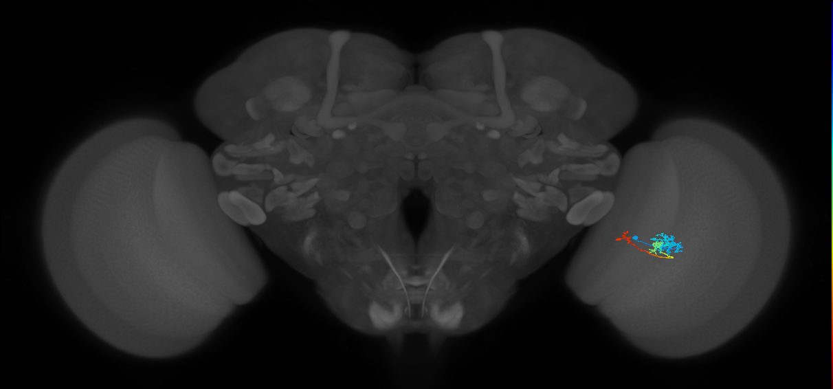 Tm6_R (MaleCNS:108710)