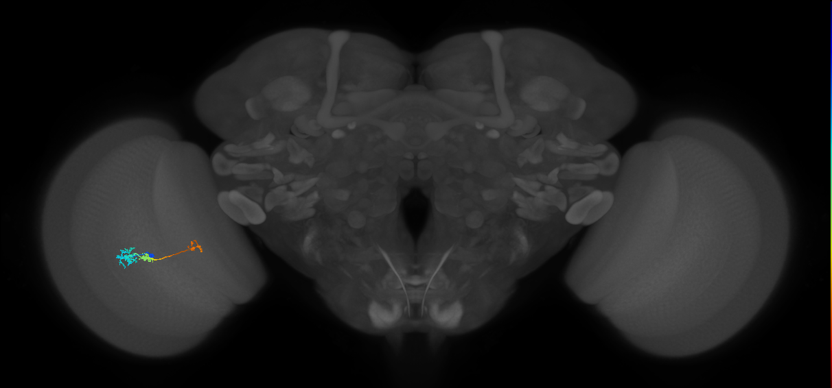 Tm6_L (MaleCNS:106256)