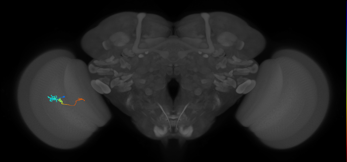 Tm6_L (MaleCNS:70781)