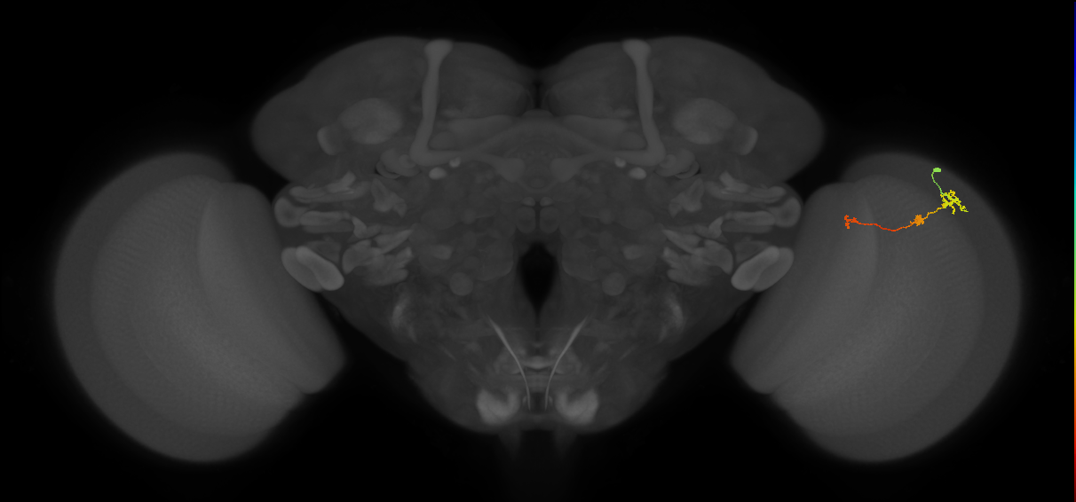 Tm6_R (MaleCNS:167915)