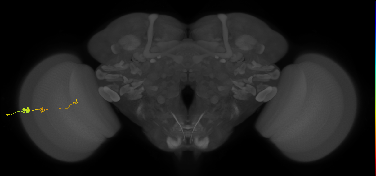 Tm6_L (MaleCNS:142699)