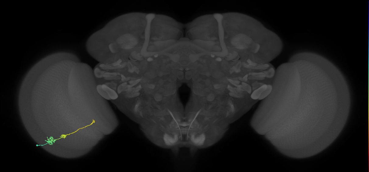 Tm6_L (MaleCNS:516802)