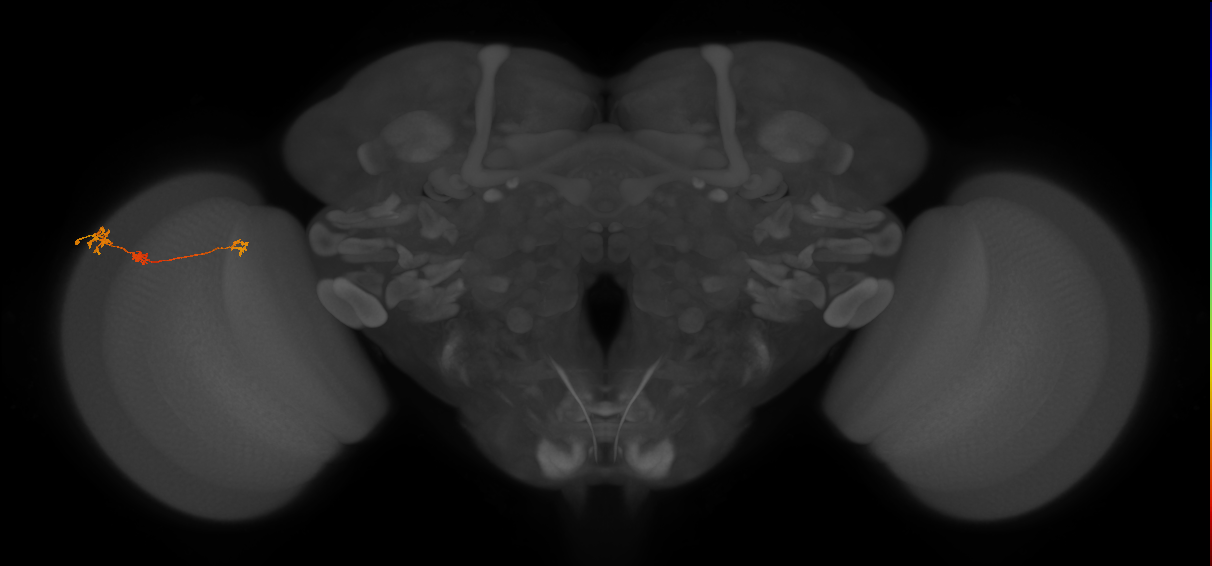 Tm6_L (MaleCNS:130809)