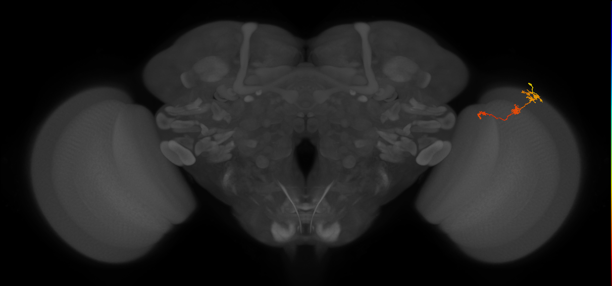 Tm6_R (MaleCNS:97166)
