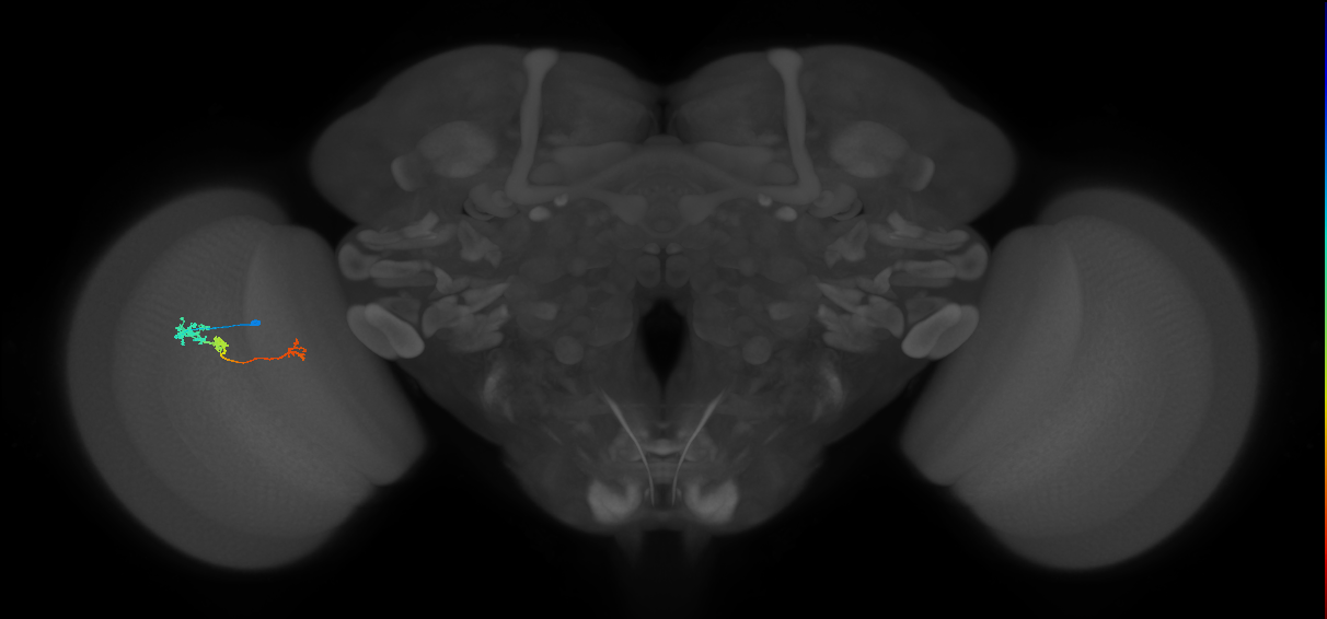 Tm6_L (MaleCNS:35092)