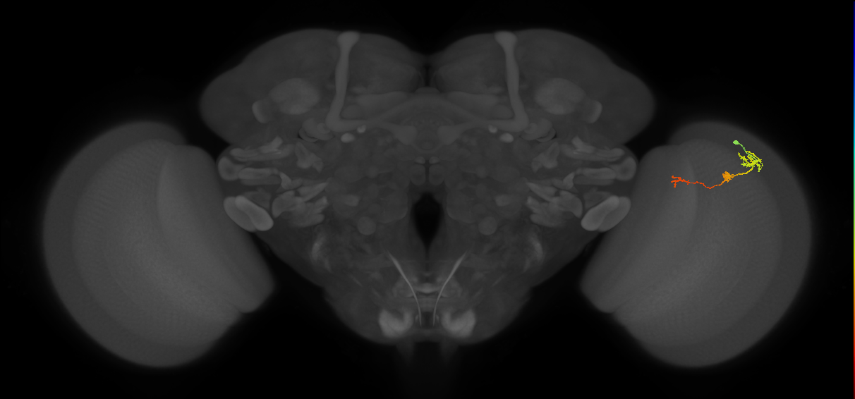 Tm6_R (MaleCNS:174349)