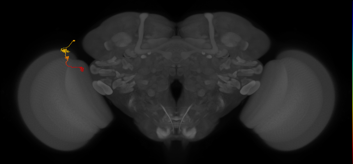 Tm6_L (MaleCNS:120104)