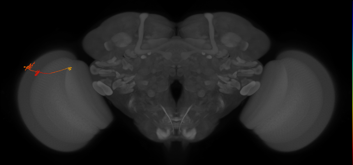 Tm6_L (MaleCNS:539110)