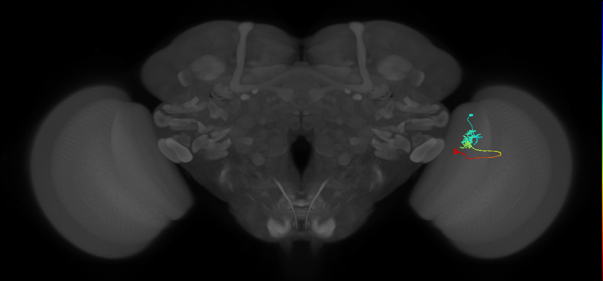Tm6_R (MaleCNS:107287)