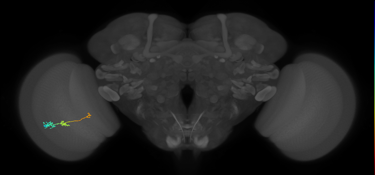 Tm6_L (MaleCNS:155743)