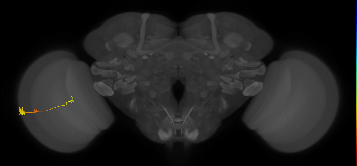 Tm6_L (MaleCNS:543494)