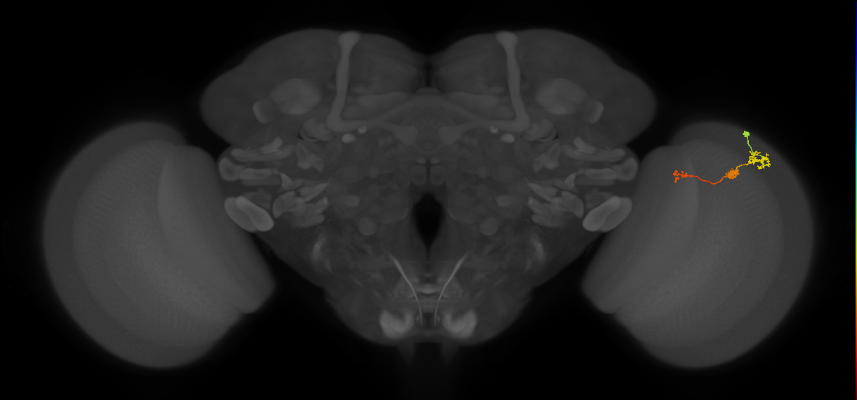 Tm6_R (MaleCNS:101932)
