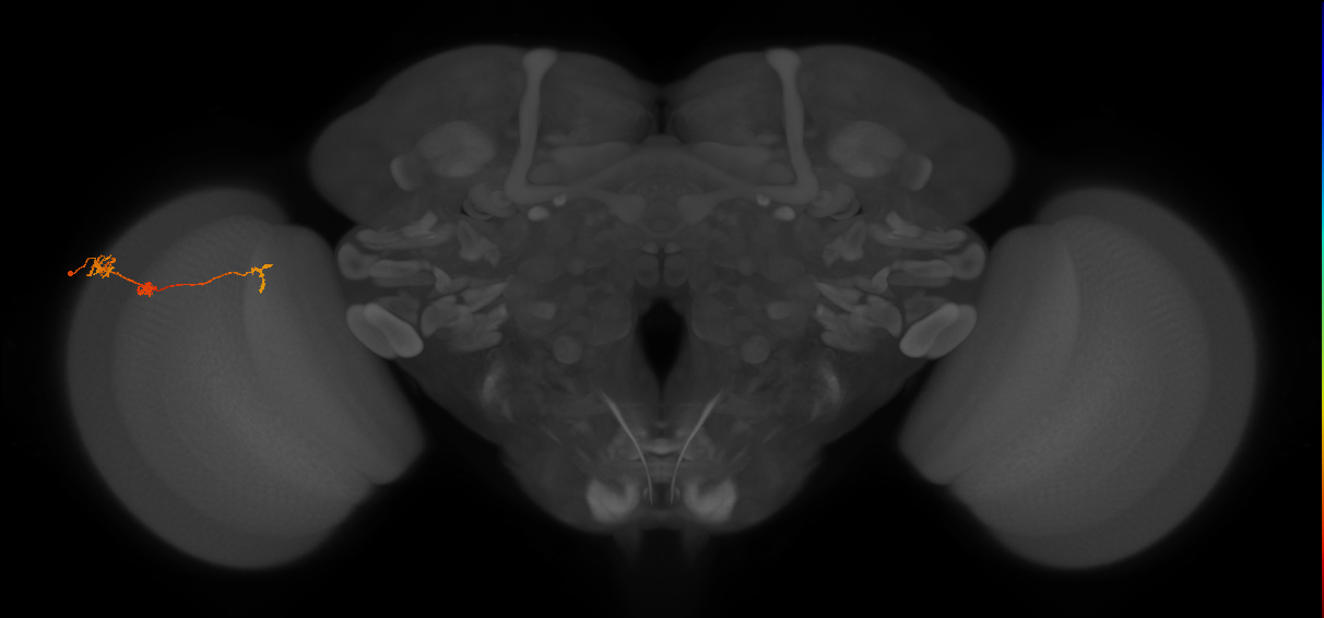 Tm6_L (MaleCNS:518926)