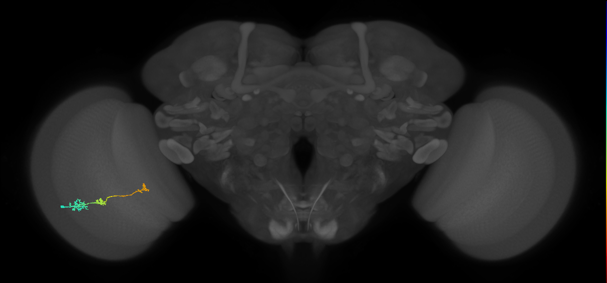 Tm6_L (MaleCNS:530753)