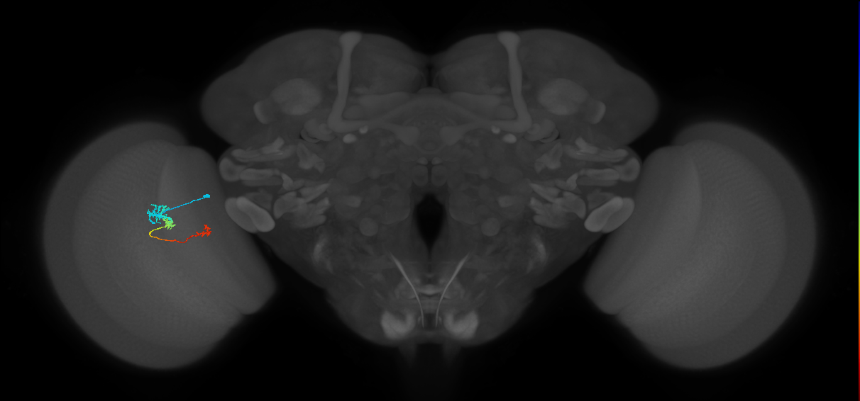 Tm6_L (MaleCNS:544619)