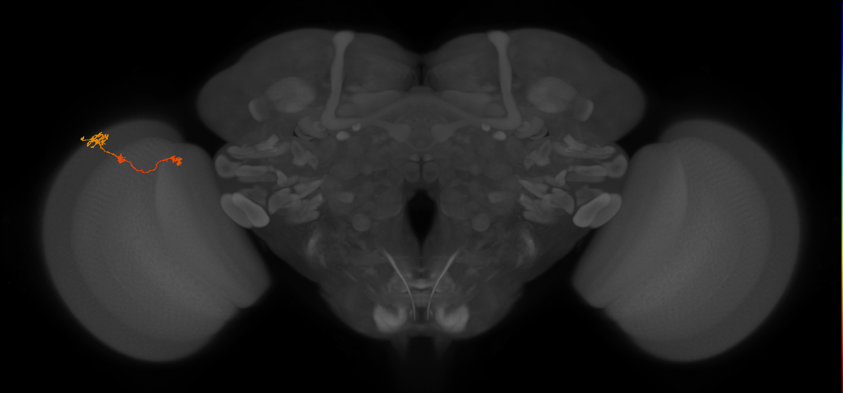 Tm6_L (MaleCNS:159728)