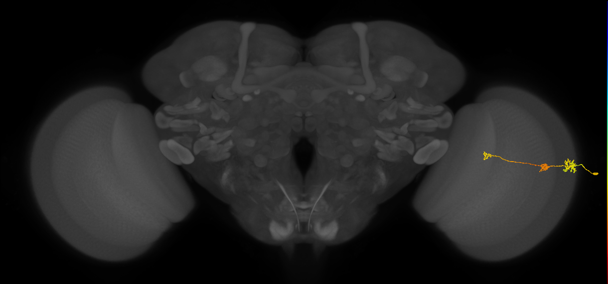 Tm6_R (MaleCNS:148207)