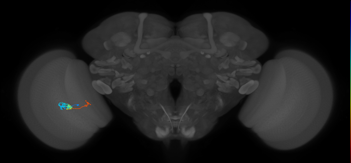 Tm6_L (MaleCNS:105431)