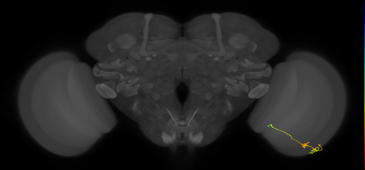 Tm6_R (MaleCNS:112424)