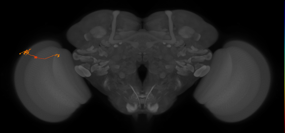 Tm6_L (MaleCNS:143367)