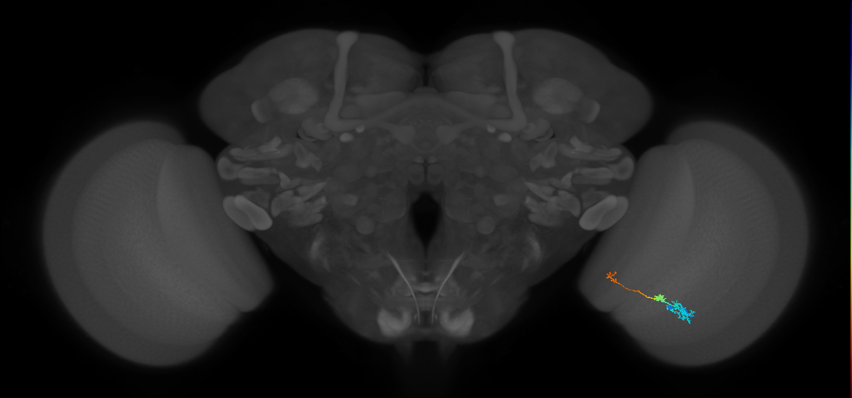 Tm6_R (MaleCNS:131153)