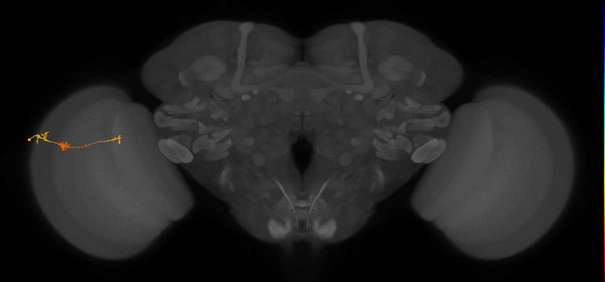 Tm6_L (MaleCNS:102721)