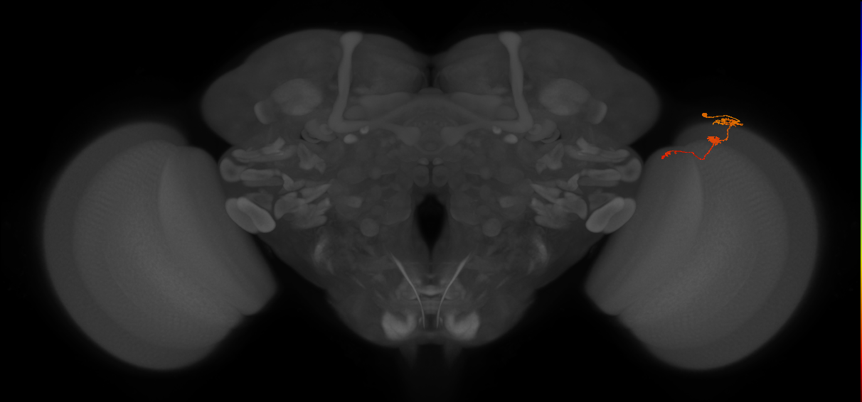 Tm6_R (MaleCNS:119012)