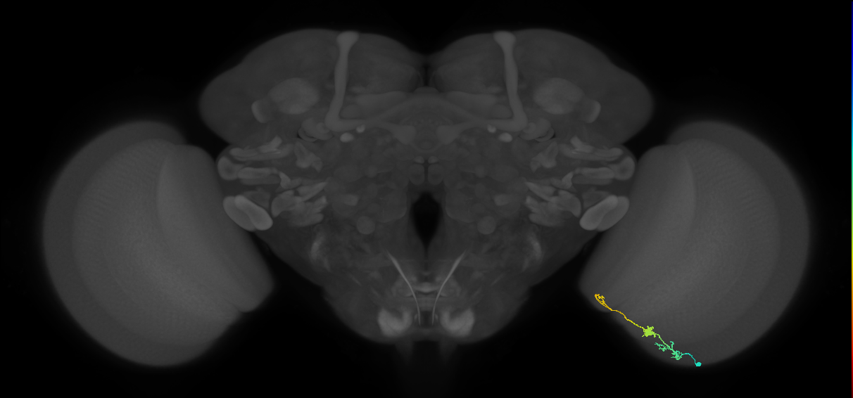 Tm6_R (MaleCNS:117079)