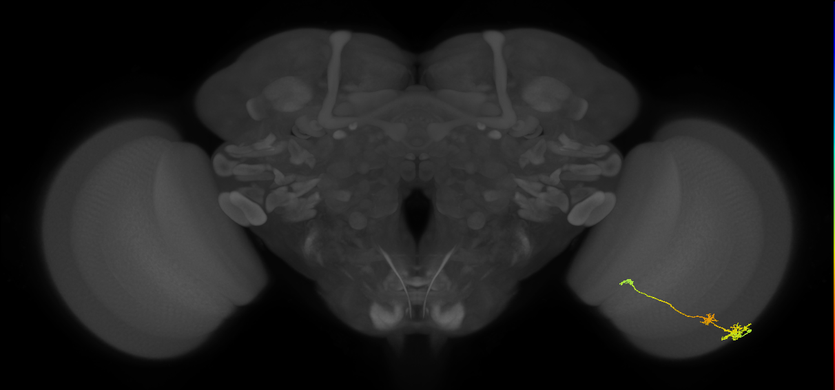 Tm6_R (MaleCNS:98068)