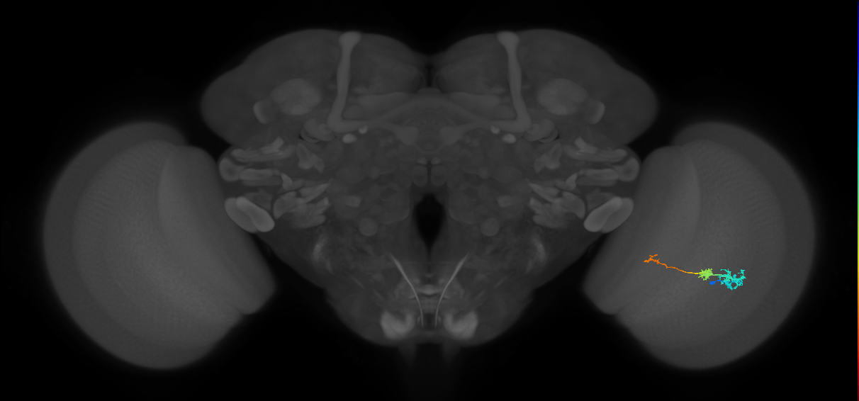 Tm6_R (MaleCNS:96298)