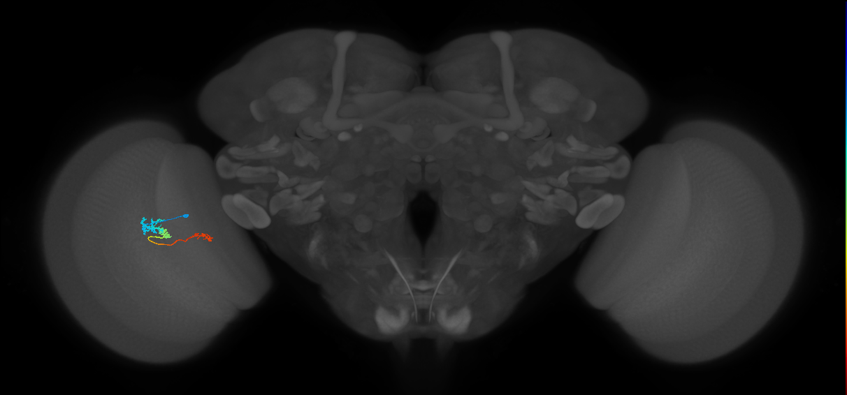 Tm6_L (MaleCNS:142407)